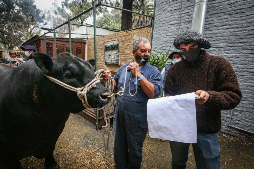 Medidas Angus