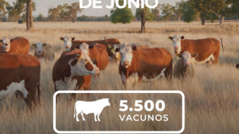 Remate Lote 21