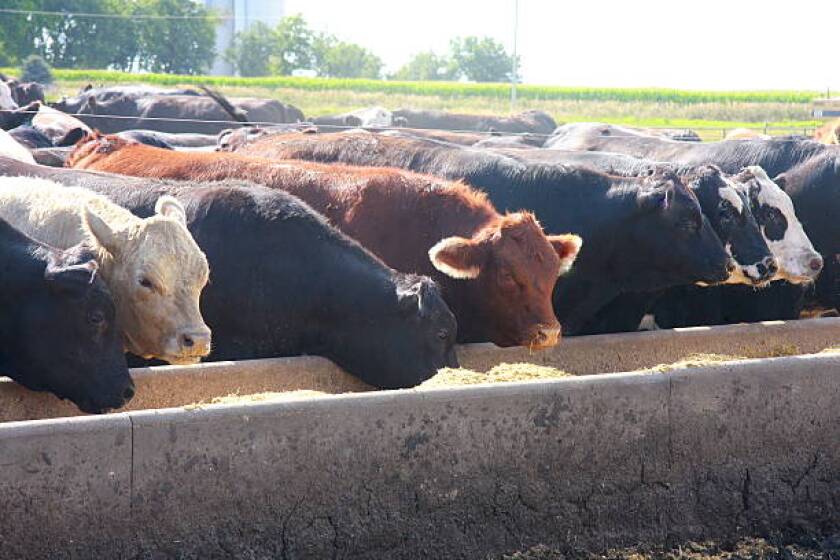 feedlot.jpg