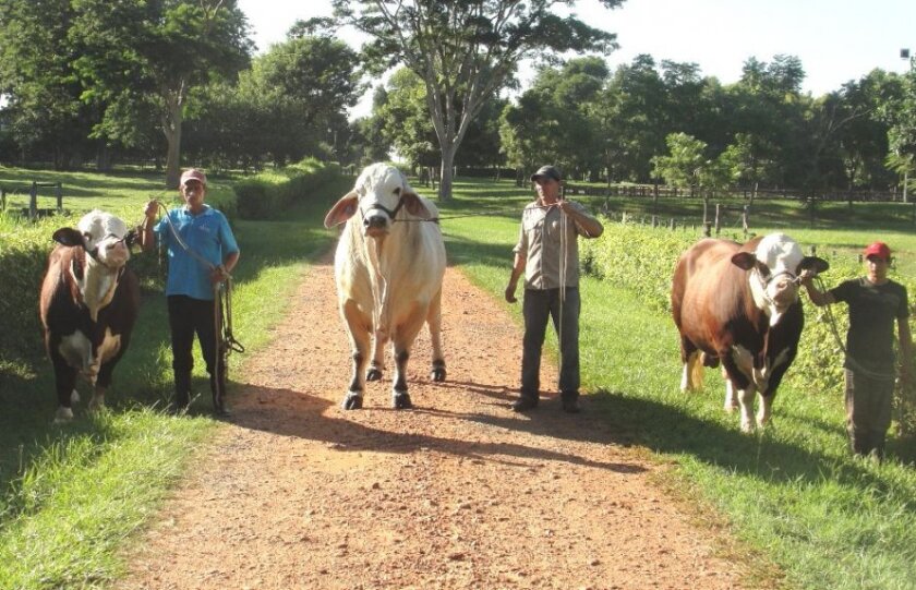 Foto: El Agro - Paraguay