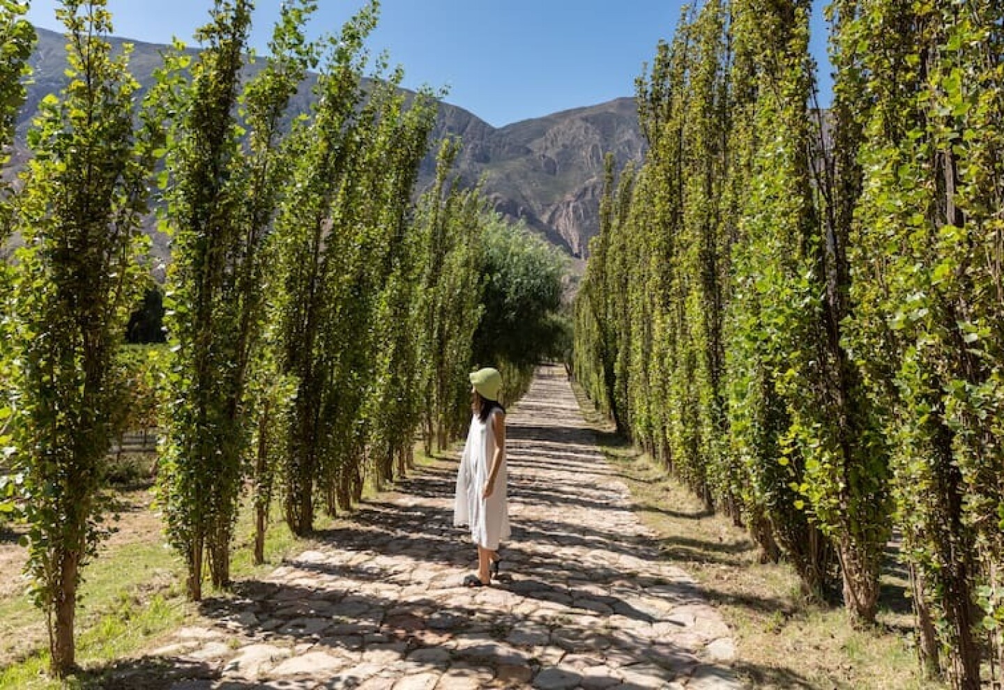 La finca de la familia Manzur, en Maimará.