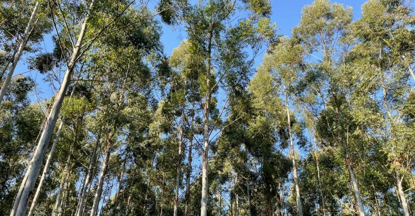 Forestación