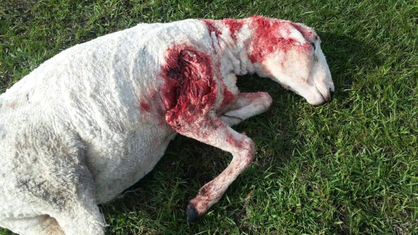 Ovino atacado por perros en Artigas. Foto: @OlaverryMartin.