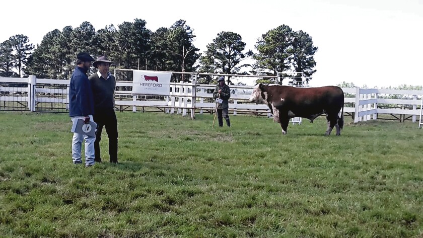 Imagen Hereford en Expo Melo.jpg