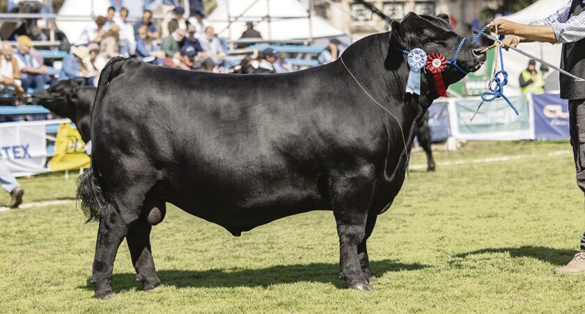 Cedro, el Campeón Junior del Prado que está en Selecta.jpg