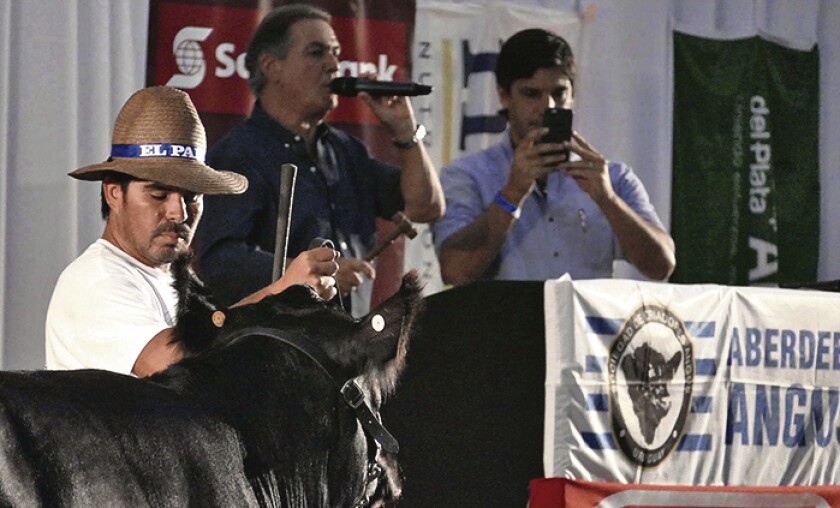 imagen-rf-remate-angus-1860901.jpg