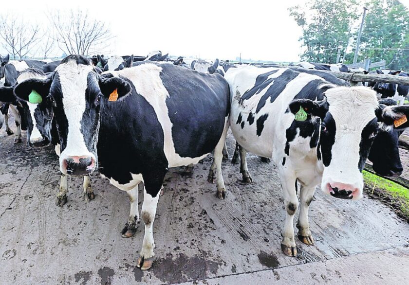 vacas-lecheras-1024x714.jpg