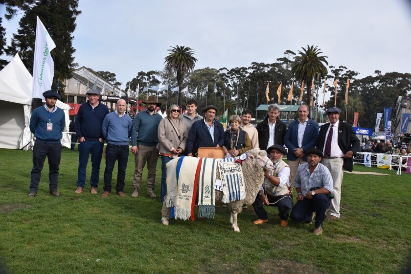 Gran Campeón PI Merino Dohne Expo Rural Prado 2024