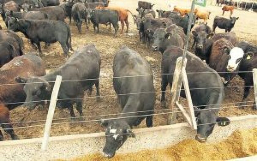 feed-lot-300x188.jpg