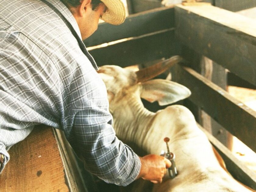 alrededor-de-48-millones-de-cabezas-de-ganado-bovino-y-bubalino-aun-no-fueron-vacunadas-767-573-1271475.jpg