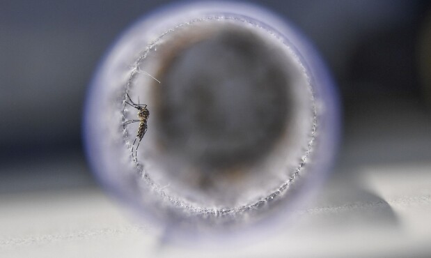 Mosquito - Aedes aegypti