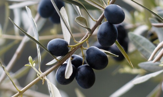 Aceitunas negras.jpg