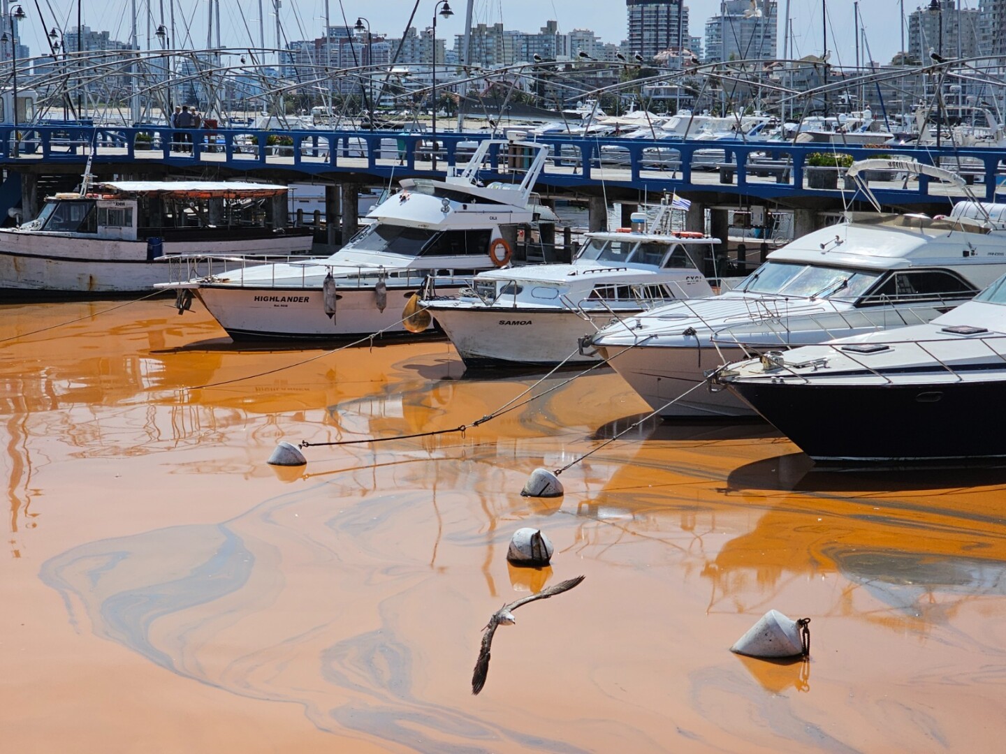 Noctilucas en el agua del puerto de Punta del Este
