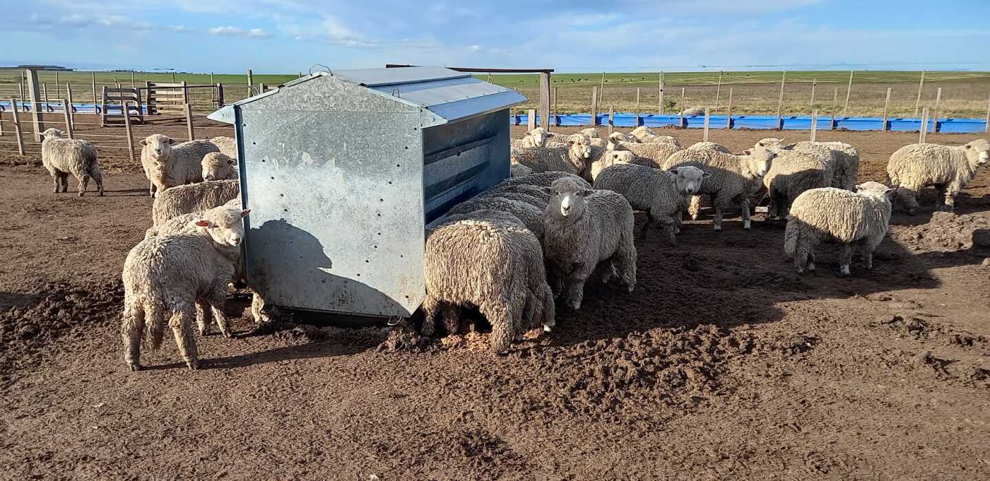 Sistema de feedlot con 120 corderos en autoconsumo