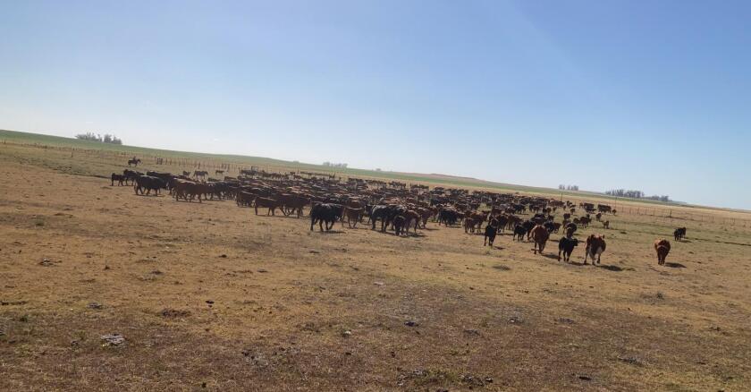 ganado, ganadería, seca