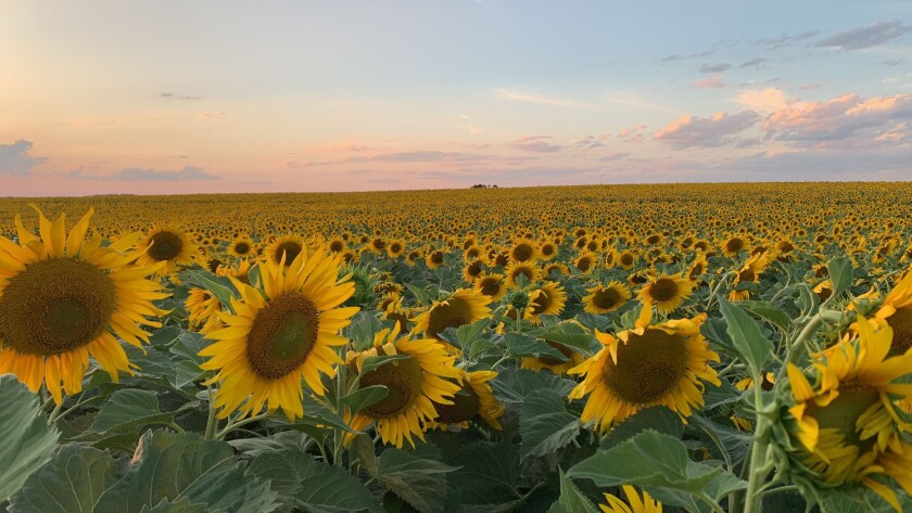 Girasol
