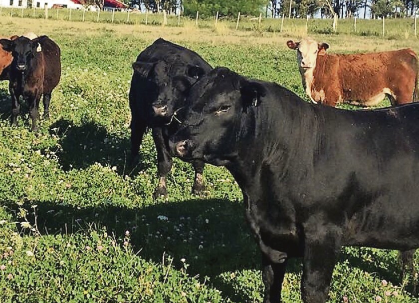 imagen-toros-angus-y-hereford.jpg