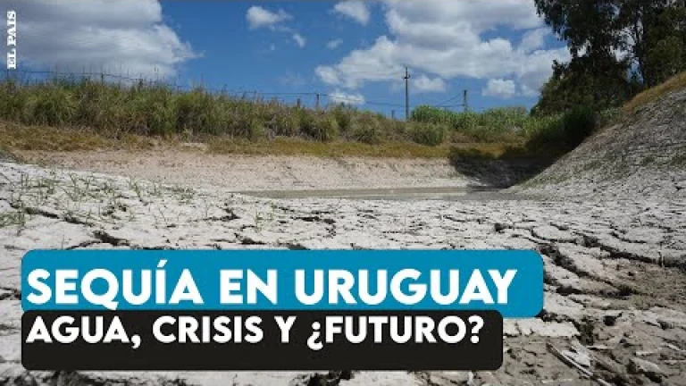 Sequía en Uruguay: falta de lluvia, campos secos y un sector productivo que corre peligro