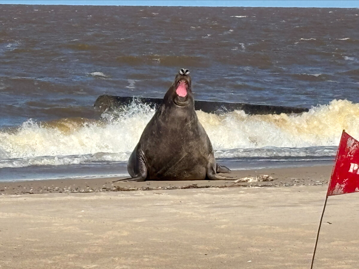 Apareció un elefante marino en La Floresta: autoridades piden dejarlo descansar y no acercarse
