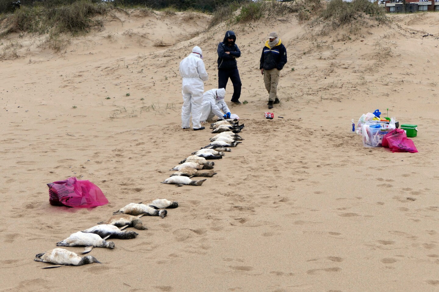 Pingüinos muertos en la costa de Maldonado