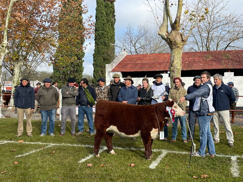 La Gran Campeona Hembra y Campeona Intermedia fue el RP 1163, un ejemplar expuesto por Alberto Martínez Graña.jpg