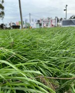 Pasturas Expo Rural Melilla 2024