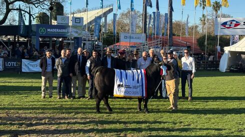 Gran Campeona Angus del Prado 2025.