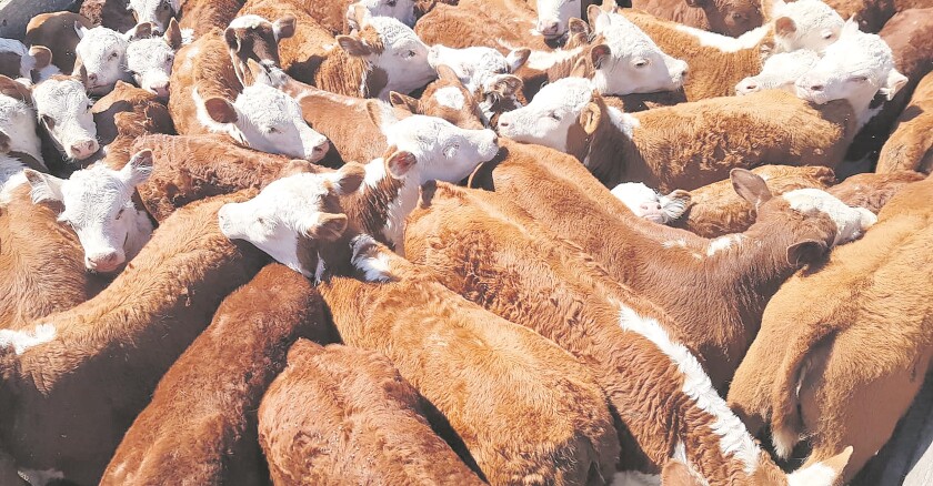 Pese a la pandemia de Covid-19, sector cárnico generó US$ 3.000 millones con sus exportaciones y precios récord.