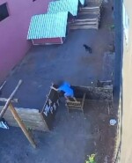 Niño invadió una clínica veterinaria y mató a 23 animales en Brasil