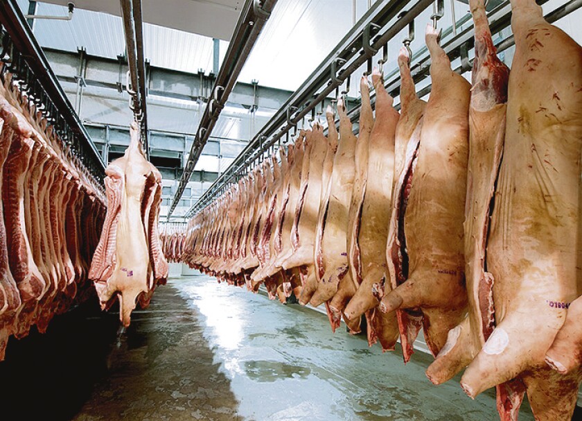 Fresh meat pigs in a cold cut factory