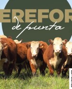 Hereford de Punta.jpg