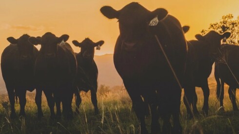 Remate Pantalla Uruguay