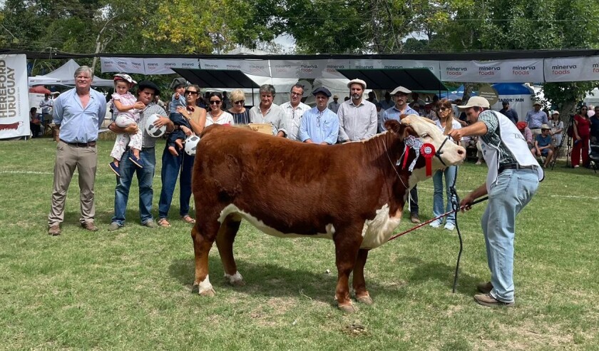 La Gran Campeona Hereford de la Expo Durazno 2024 fue expuesta por Lucía y Juan Manuel Romero Figari, cabaña Las Marías.