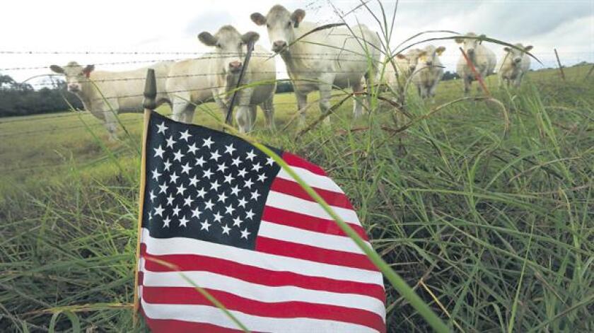 Más pasto: ante la caída de precios los rodeos no son suplementados con la generosidad de antaño. Foto: La Nación - GDA