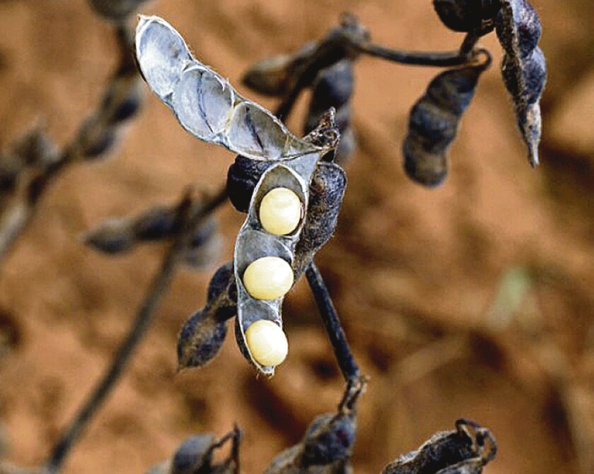 Un poroto de soja en un cultivo en Primavera do Leste, Brasil
