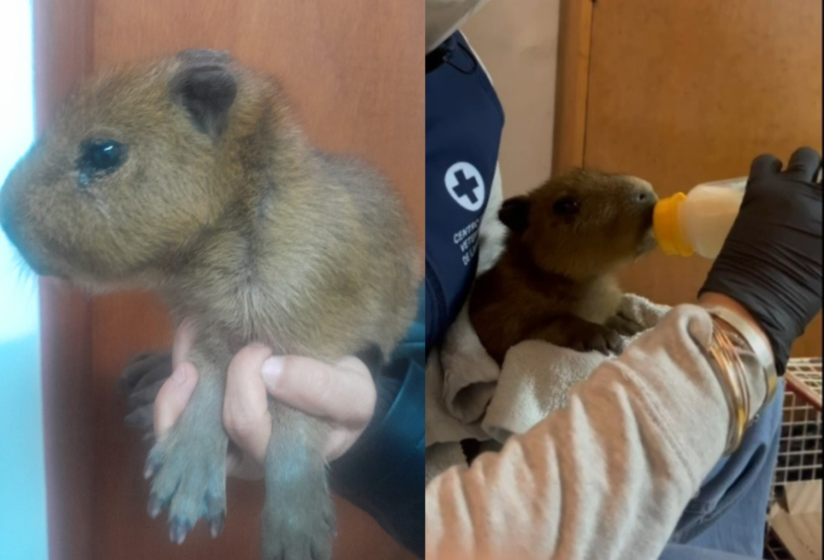 Rescataron en Lavalleja a un carpincho bebé que había sido puesto a la venta en un perfil falso de Facebook