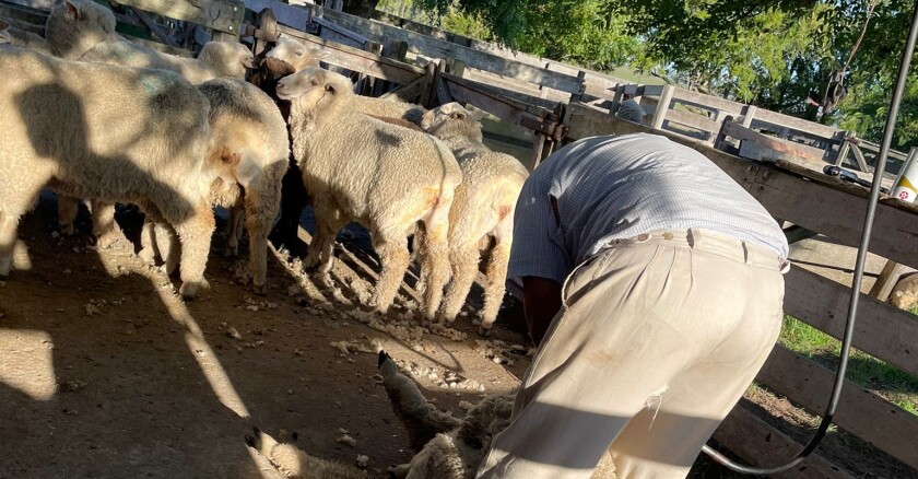 Esquila, ovinos, esquiladores