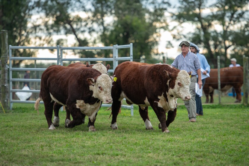 Expo Nacional Hereford 2025  - Alex Gerontakis-098926064 -