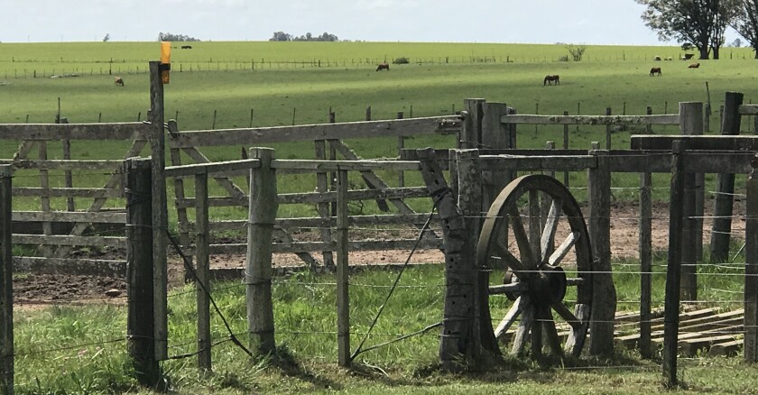 campo