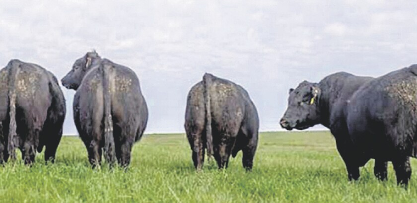 angus-campero.jpg