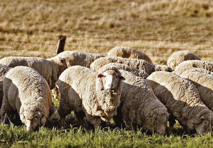 imagen-sheep-eating-grass-edit02.jpg