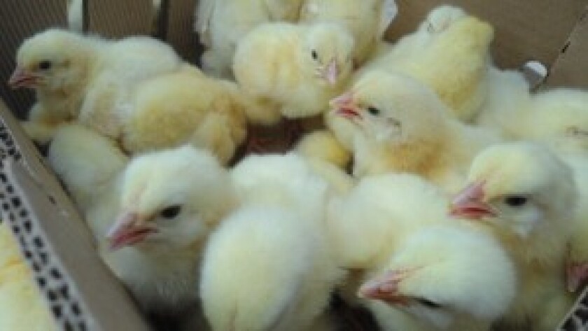POLLOS