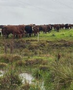 Ganado con lluvia.jpeg