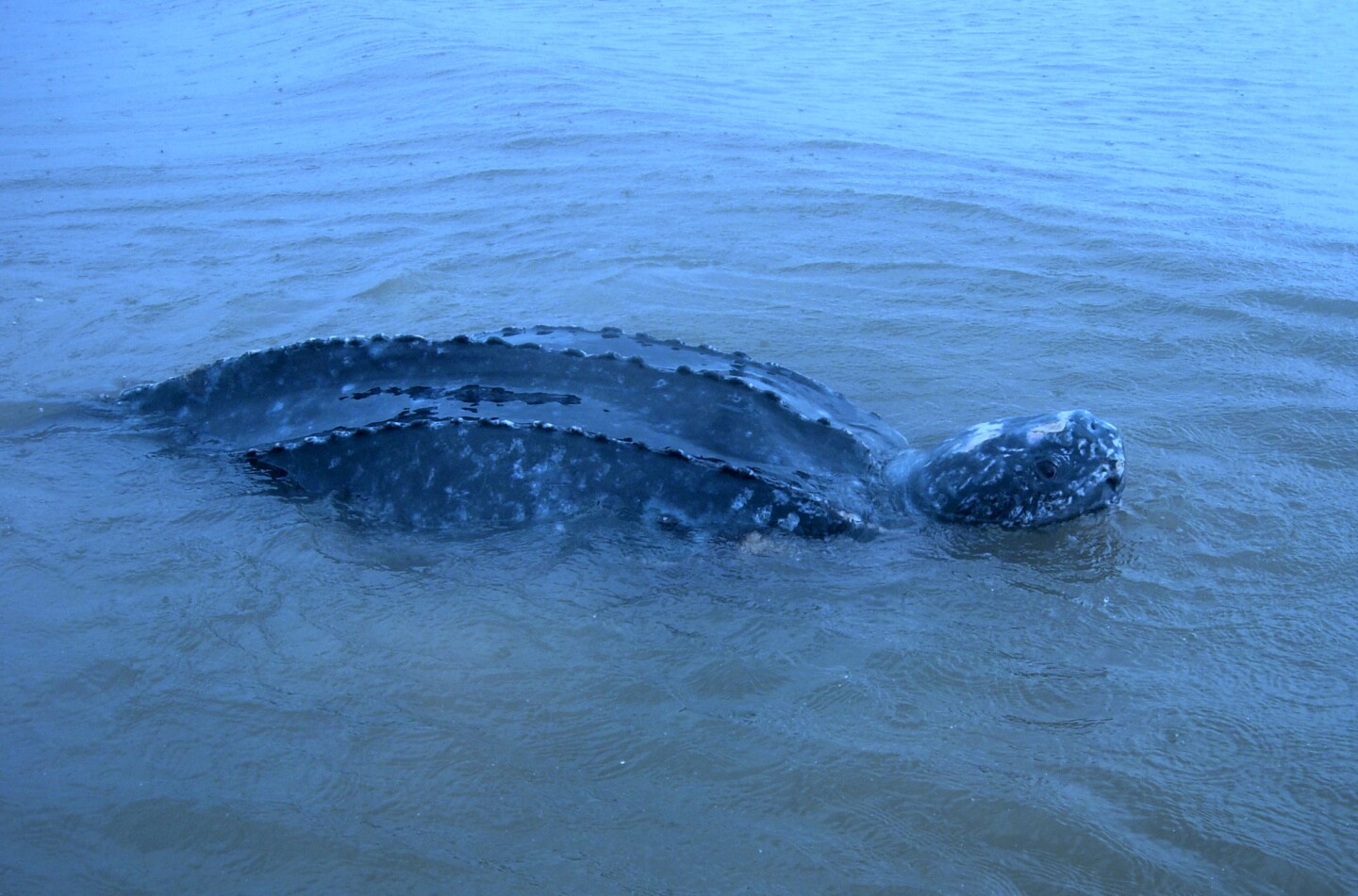 Tortuga siete quillas