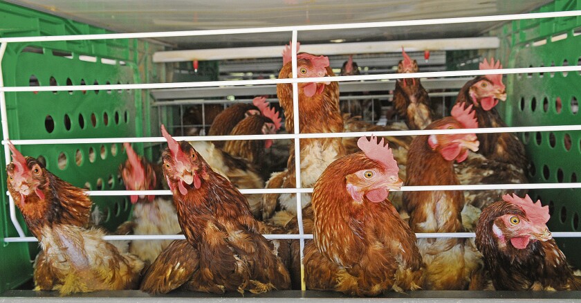 Avicola, gallinas, avicultura, pollos