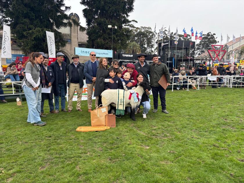Gran Campeón Macho PO Suffolk 2025.