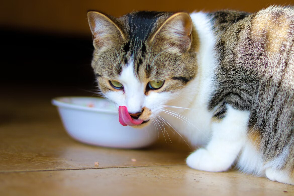 Gato.jpg
