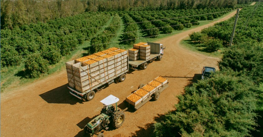 Producción citrícola.jpg