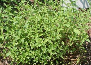 arbusto de stevia rebaudiana.jpg