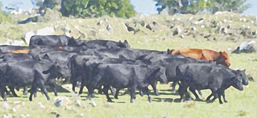 angus-en-mariscala.jpg